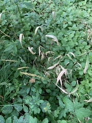 Elymus caninus
