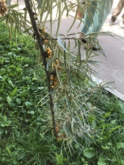 Hippophae rhamnoides
