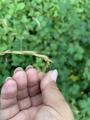 Elymus caninus