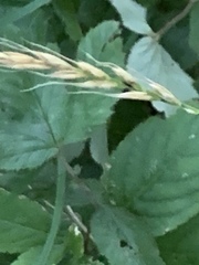 Elymus caninus