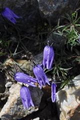Campanula excisa