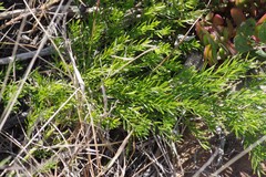 Asparagus densiflorus