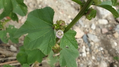 Malva verticillata verticillata