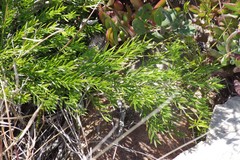 Asparagus densiflorus