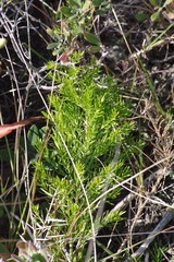 Asparagus densiflorus
