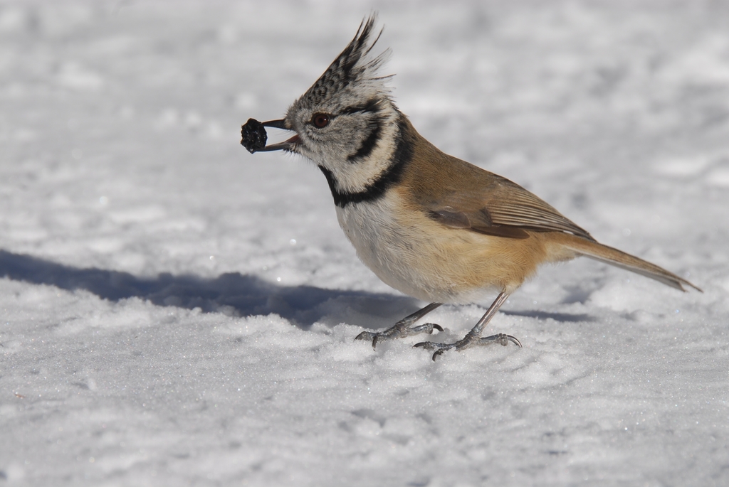 Mésange huppée