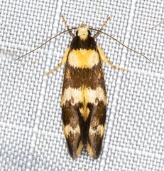 Chezala carphalea