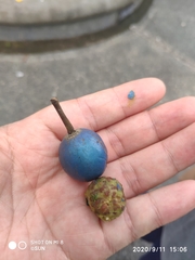 Elaeocarpus angustifolius