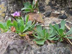 Limonium binervosum