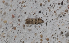 Bryotropha domestica