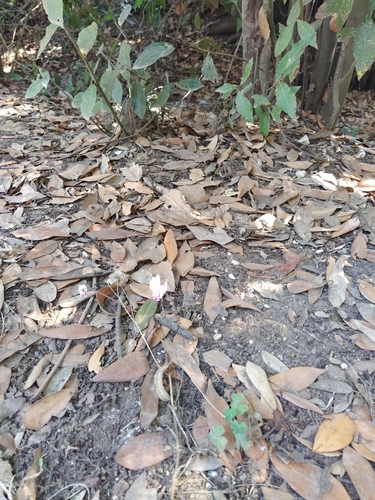 Ivy-leaved cyclamen
