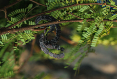 Albizia altissima