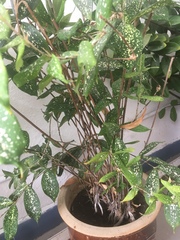 Dracaena surculosa