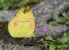 Eurema simulatrix tecmessa