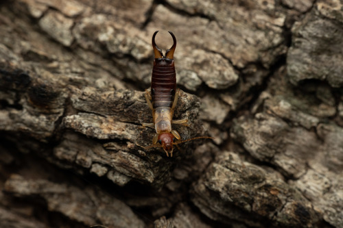 Deceiving Earwig