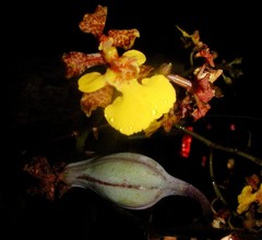 Trichocentrum cebolleta