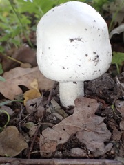 Agaricus arvensis