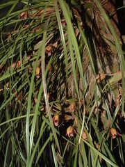 Maxillaria tenuifolia