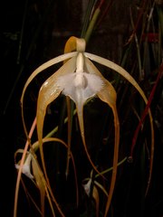 Brassavola cucullata