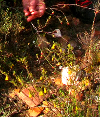 Hermannia aff-denudata