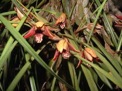 Maxillaria tenuifolia