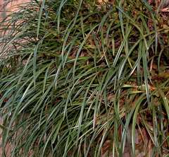 Maxillaria tenuifolia