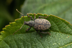 Otiorhynchus aurifer