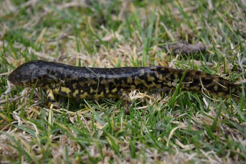 Michoacan Stream Salamander