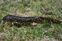Michoacan Stream Salamander photo 3