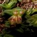 Epidendrum schlechterianum - Photo (c) Eric van den Berghe, some rights reserved (CC BY-NC), uploaded by Eric van den Berghe