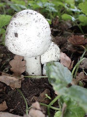 Agaricus arvensis