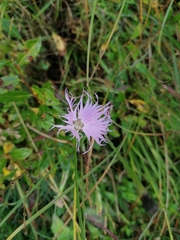 Dianthus sternbergii