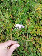 Dianthus sternbergii