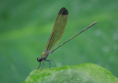 Vestalis apicalis