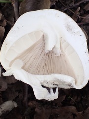 Agaricus arvensis