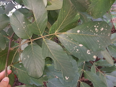 Lonchocarpus felipei
