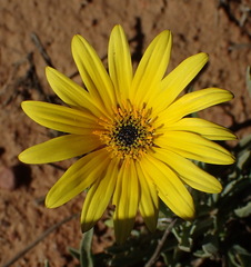 Arctotis lanceolata