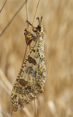 Palpares libelluloides