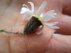 Athrixia heterophylla