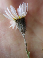 Athrixia heterophylla