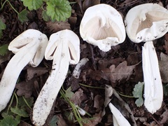Agaricus arvensis