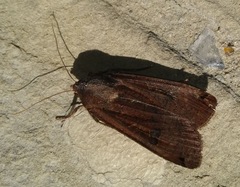Lepidoptera