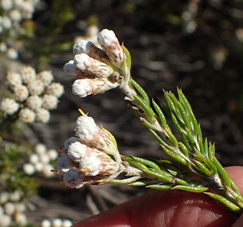 Image of Metalasia pallida by (c) Nicola van Berkel, some rights reserved (CC BY-SA)