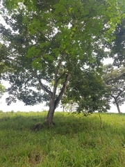 Lonchocarpus felipei