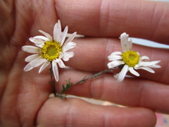 Athrixia heterophylla