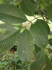 Lonchocarpus felipei