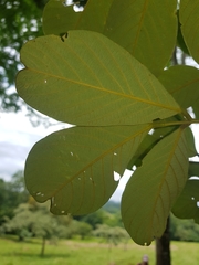 Lonchocarpus felipei