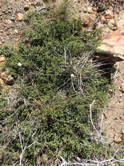 Diosma prama