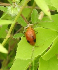 Oides palleata