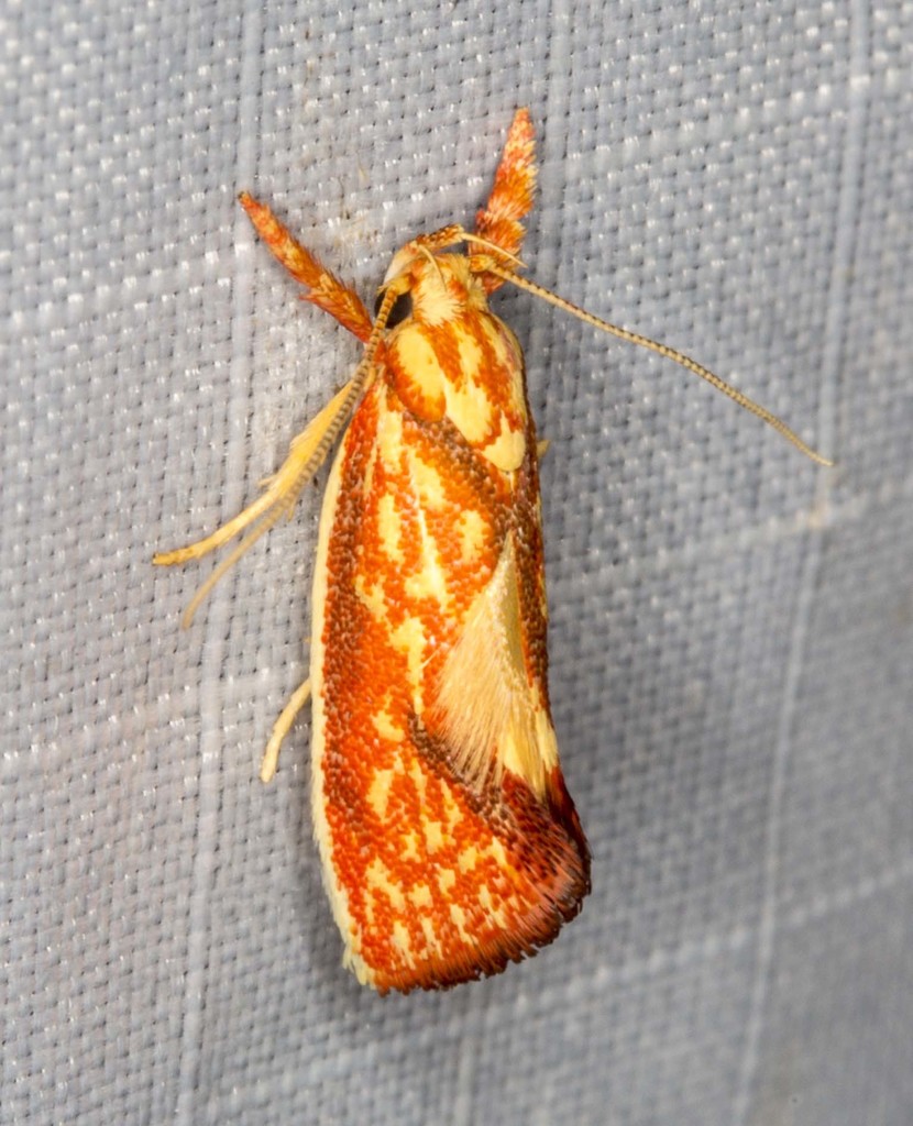 Crepidosceles chryserythra